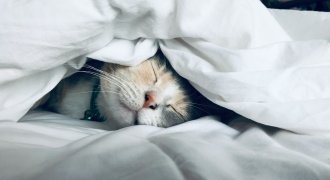 Sleep – The Productivity Trick Business Keeps Missing